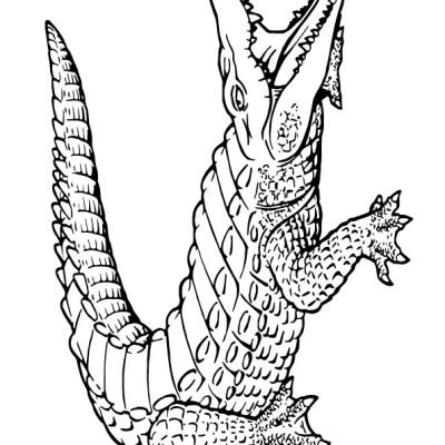 Ourcoloringpage Alligators 13