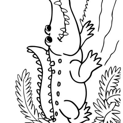 Ourcoloringpage Alligators 21
