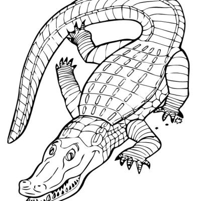 Alligator Coloring Pages - Dive into the World of Alligators with Printable Coloring Fun!