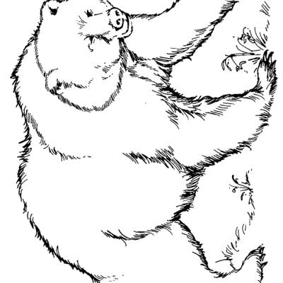 Ourcoloringpage Bear 20