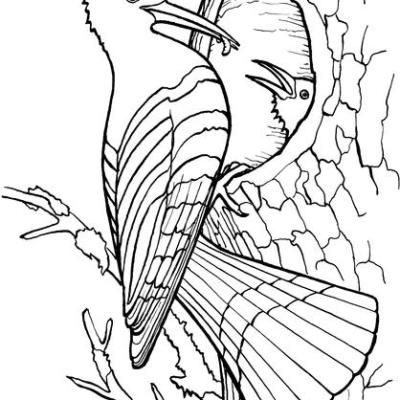 Ourcoloringpage Bear 35
