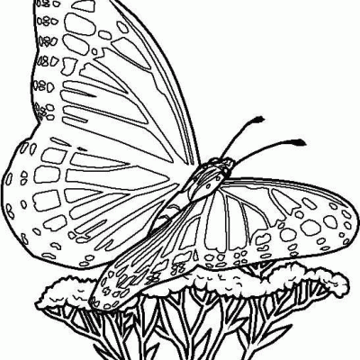Ourcoloringpage Butterflies 11