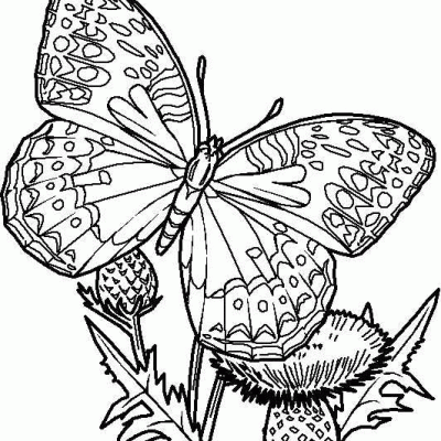 Ourcoloringpage Butterflies 16