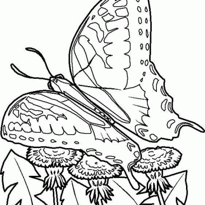 Ourcoloringpage Butterflies 19