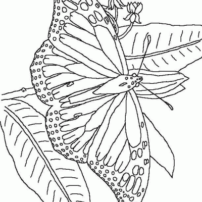 Ourcoloringpage Butterflies 1