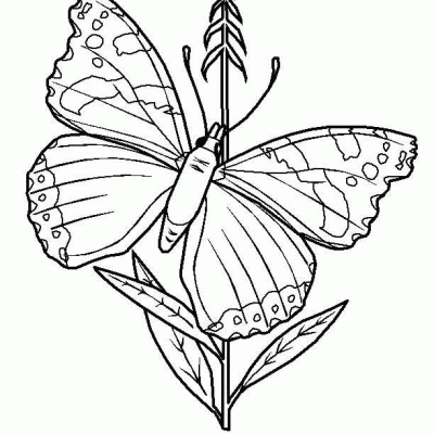 Ourcoloringpage Butterflies 32
