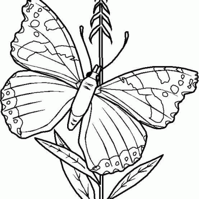 Ourcoloringpage Butterflies 3