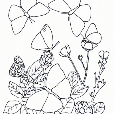 Ourcoloringpage Butterflies 46