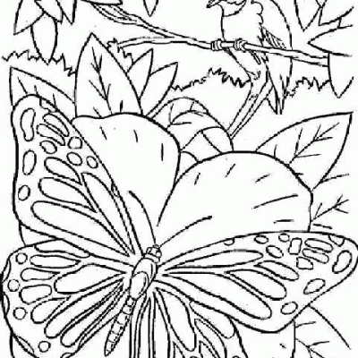Ourcoloringpage Butterflies 49