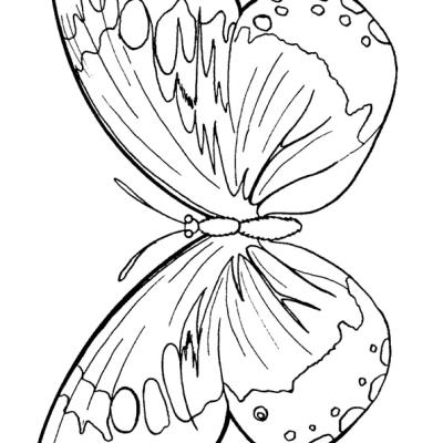Ourcoloringpage Butterflies 4