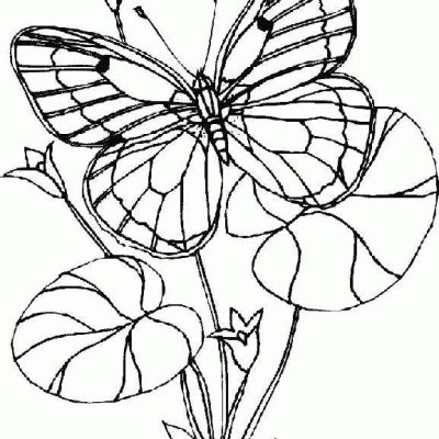 Ourcoloringpage Butterflies 62