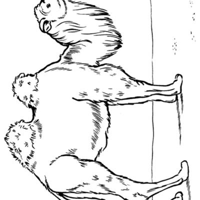 Ourcoloringpage Camels 10