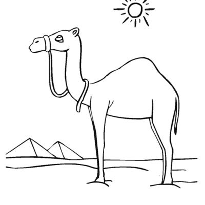 Ourcoloringpage Camels 11