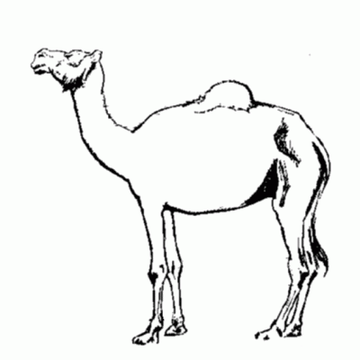 Ourcoloringpage Camels 12