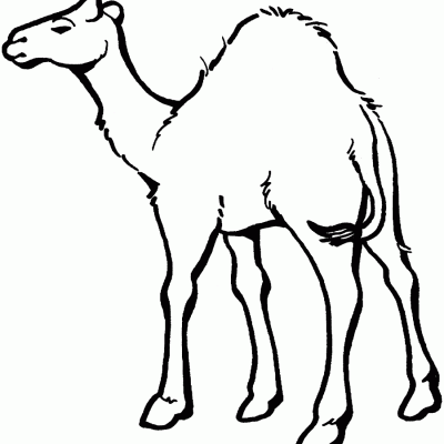 Ourcoloringpage Camels 15