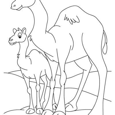 Ourcoloringpage Camels 16