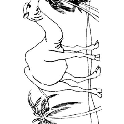Ourcoloringpage Camels 18