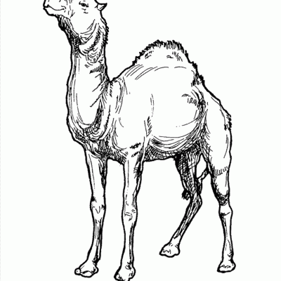 Ourcoloringpage Camels 1