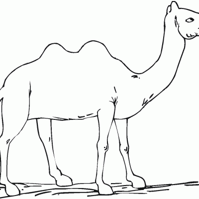 Ourcoloringpage Camels 21