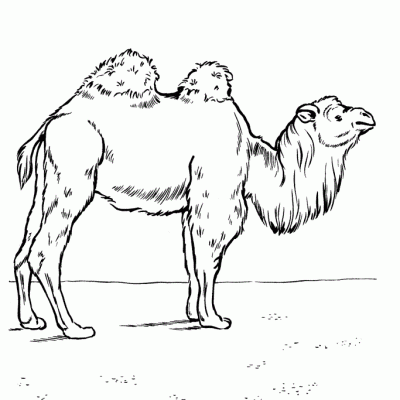 Ourcoloringpage Camels 23