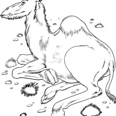 Ourcoloringpage Camels 24