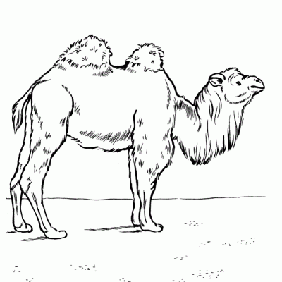 Camel Coloring Pages - Explore the Desert Oasis with Printable Camel Coloring Fun!