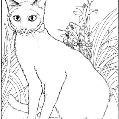 Ourcoloringpage Cats 9