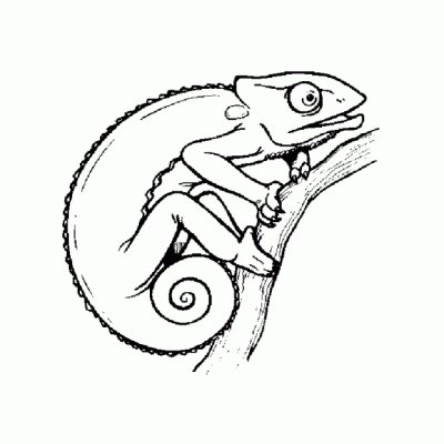 Ourcoloringpage Chameleons 12