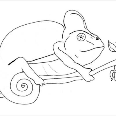 Ourcoloringpage Chameleons 3
