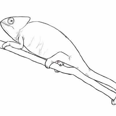 Ourcoloringpage Chameleons 4
