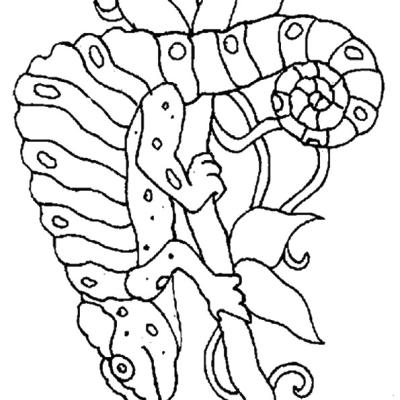 Ourcoloringpage Chameleons 6