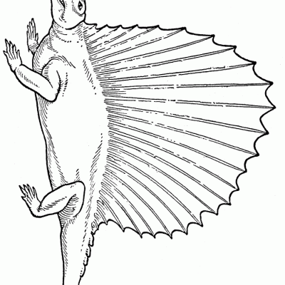 Ourcoloringpage Dinosaurs 15