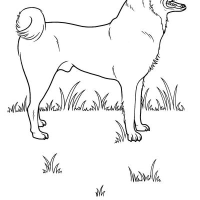 Ourcoloringpage Dogs 44