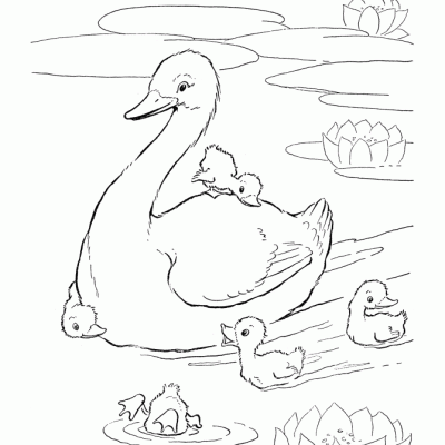 Ourcoloringpage Ducks 11