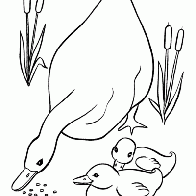 Ourcoloringpage Ducks 19