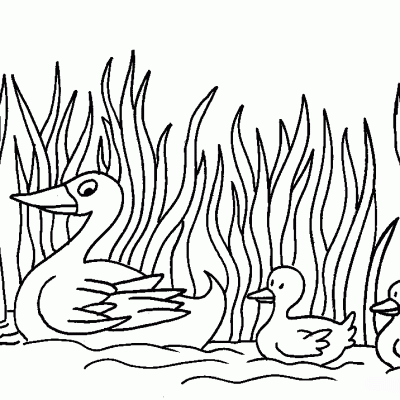 Ourcoloringpage Ducks 34