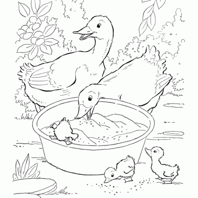 Ourcoloringpage Ducks 3