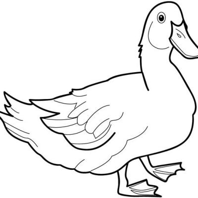 Ourcoloringpage Ducks 46