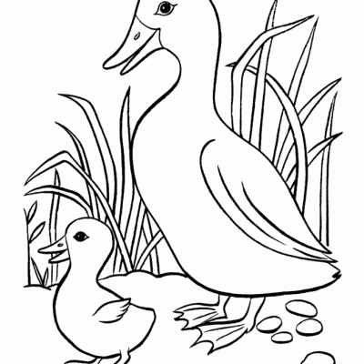 Ourcoloringpage Ducks 52