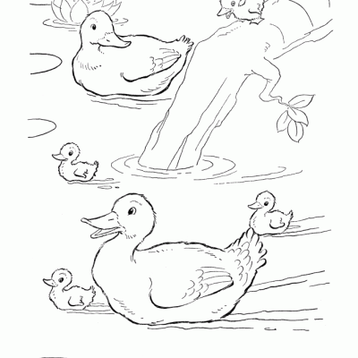 Ourcoloringpage Ducks 6