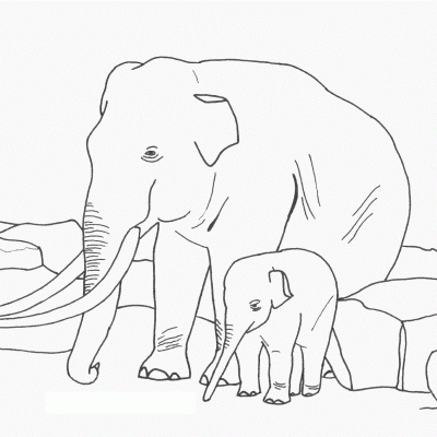 Ourcoloringpage Elephants 17