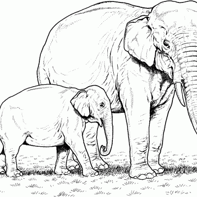 Ourcoloringpage Elephants 1