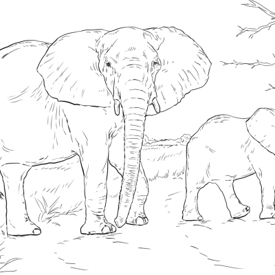 Ourcoloringpage Elephants 29