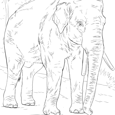 Ourcoloringpage Elephants 31