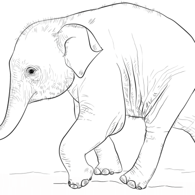 Ourcoloringpage Elephants 33