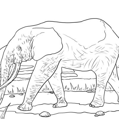 Ourcoloringpage Elephants 47