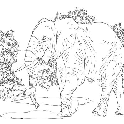 Ourcoloringpage Elephants 48