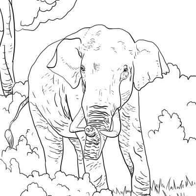 Ourcoloringpage Elephants 60