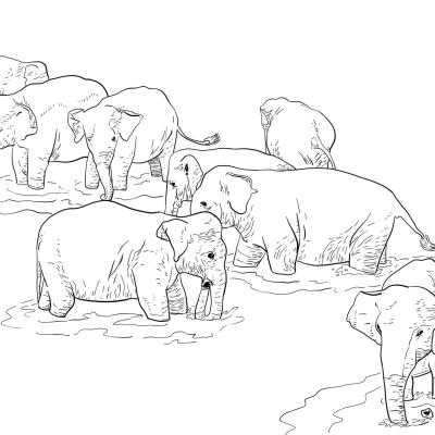 Ourcoloringpage Elephants 63