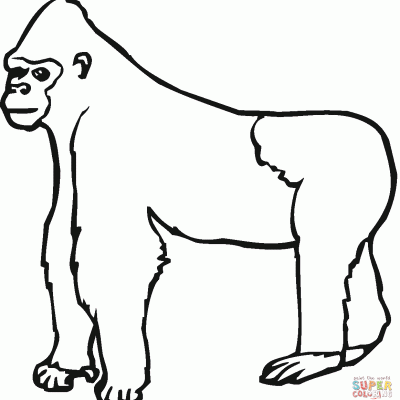 Ourcoloringpage Gorillas 16